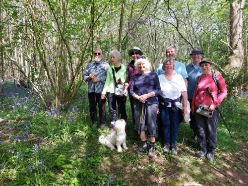 Bluebells May 2023